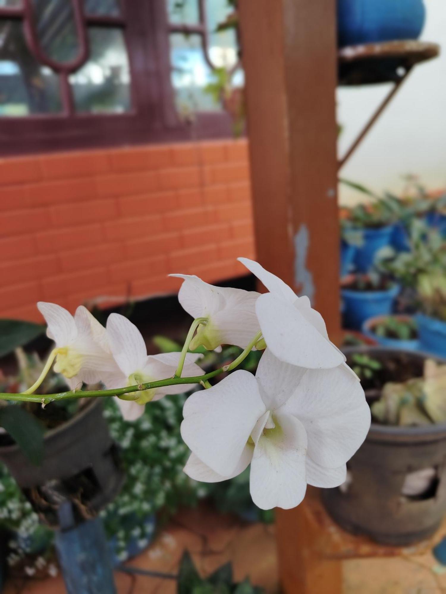 Shivalaya Homestay, Madikeri Siddāpur 외부 사진